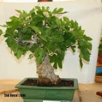 ECOJARDI 2014 039